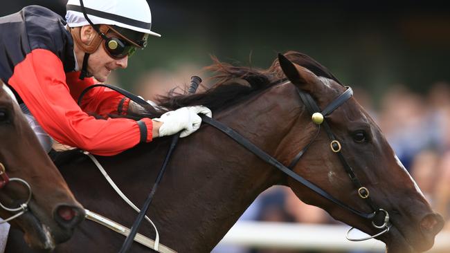 English will be chasing back to back wins in the All Aged Stakes. Picture: Jenny Evans