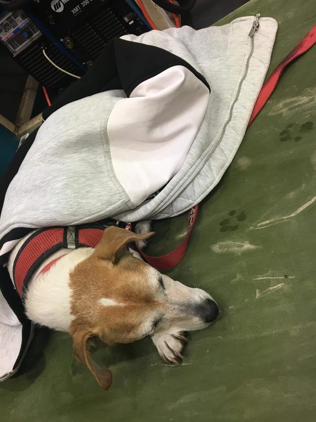 Dogs aboard HMAS Choules. Picture: Cassandra Smith