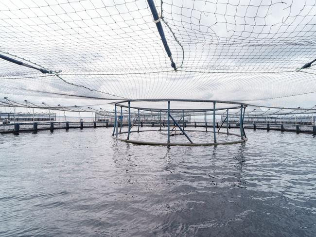 STRAHAN, TASMANIA, AUSTRALIA - NewsWire Photos - 14 DECEMBER, 2024: The Australian Prime Minister Anthony Albanese visits the Tassal salmon pens in Strahan, Tasmania. Picture: NewsWire / Supplied