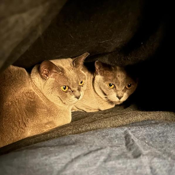 Coco and Cece. Picture: Instagram @2girlieblueburmese