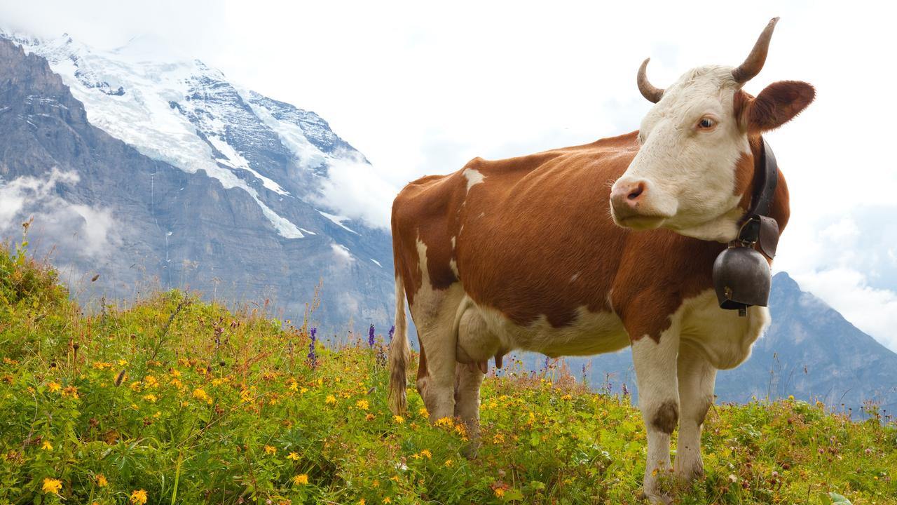 A brown milk cow in a meadow of grass and wildflowers near the Swiss Alps. Picture: iStock