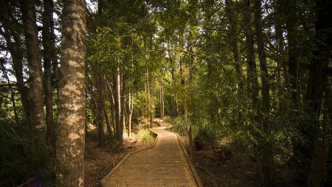 The Huon Pine Walk along the banks of the Pieman River. Picture: Tourism Tasmania