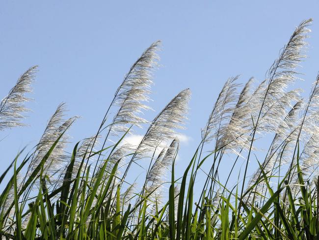 Mackay Sugar is the second largest sugar manufacturing company in the country. Photo: QUT/Erika Fish