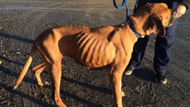 One of the Coulters’ dogs, Scooby, which was found by the RSPCA in an emaciated state in 2020.