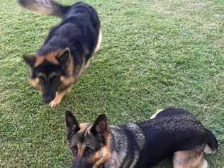 A couple is calling for public assistance after thieves made off with their car, unknowingly taking with them two beloved German Shepherds.