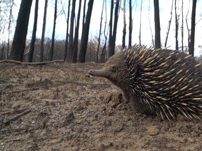 Scientists will use hidden cameras to determine how many echidnas survived the Black Summer bushfires in NSW. Picture: WWF Australia