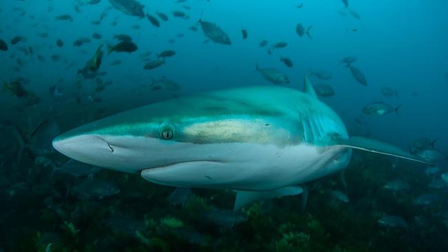 A bronze whaler shark, seen during a shark tracking research study. Picture: Andrew Fox, Rodney Fox Shark Expeditions