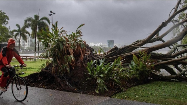 Trees have been uprooted in Cairns. Picture: Brian Cassey / AFP