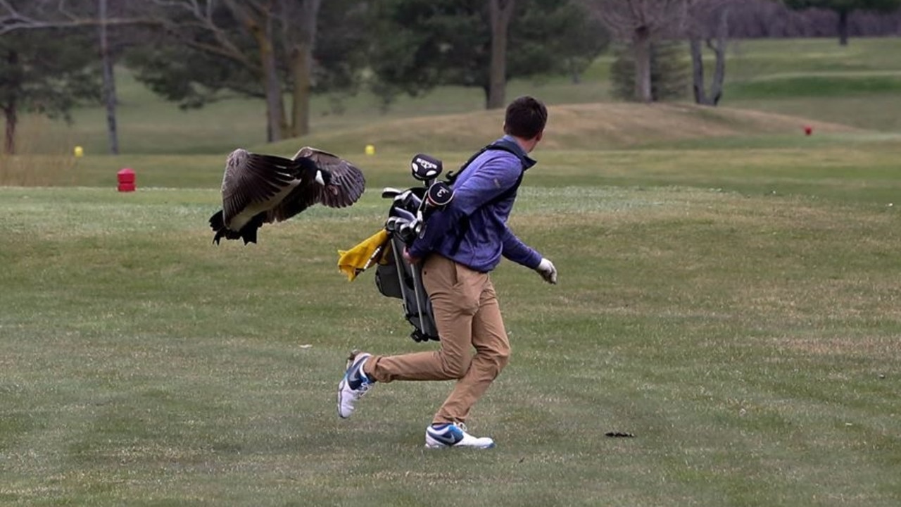 The goose has the golfer in its sights.