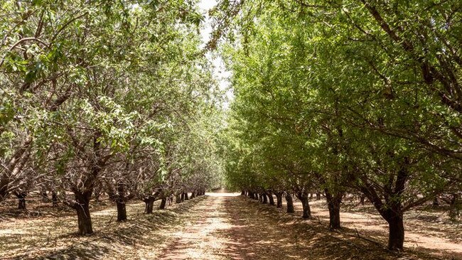 Mooral Station at Hillston, NSW. Picture: Supplied