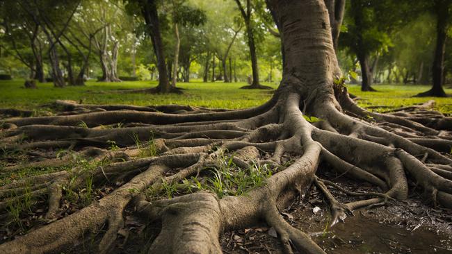 The Royal Botanical Garden has been an important site for local Indigenous people. Picture: Supplied