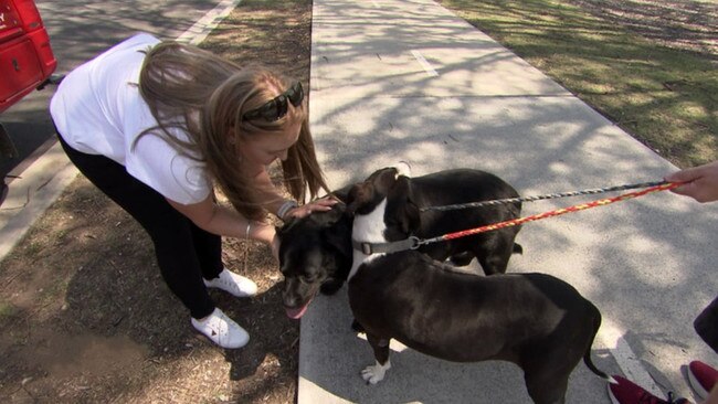 Rhonda's two dogs, Shelby and Marley. Picture: Nine