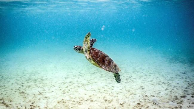 A green turtle swimming at Lizard Island 270 kilometres north of Cairns in 2024. Picture: David Gray-AFP