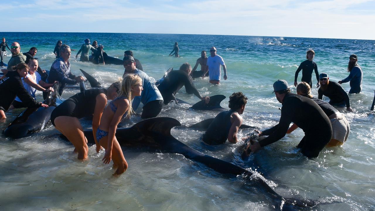 Wildlife rescuers, scientists and authorities, and volunteers helped save more than 200 pilot whales from being stranded on a WA beach. Photo: Mick Marlin