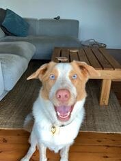 This is Koda - he is a 4-year-old border collie and full of life! Submitted by Lydie Dickinson.