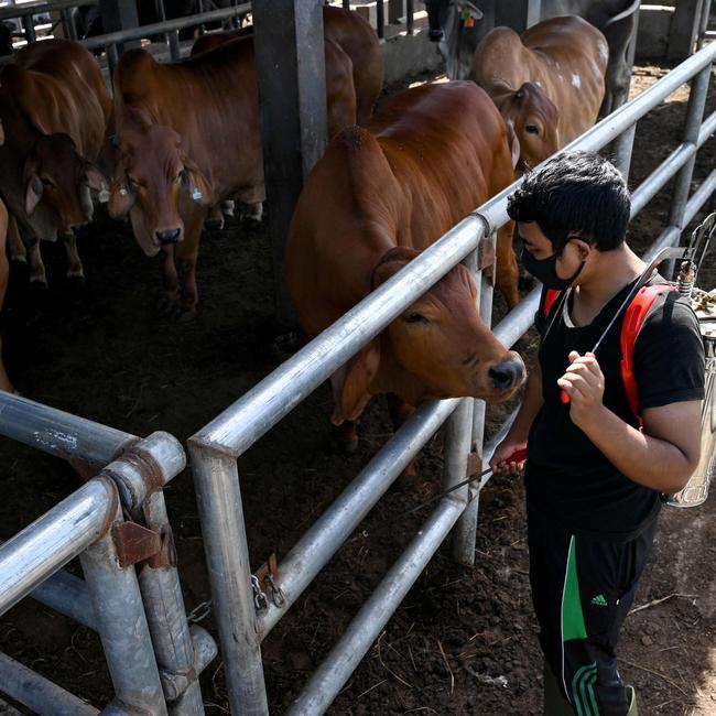 A worker sprays disinfectant a livestock against foot-and-mouth disease in Lambaro, Indonesia in May 2022. Picture: Chaideer Mahyuddin (AFP)