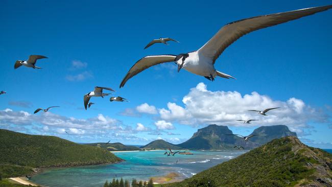 Sooty terns on Lord Howe Island. Picture: Ian Hutton