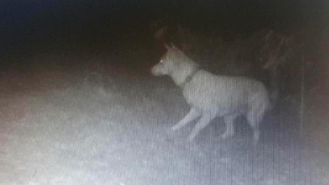 Carters Ridge residents said multiple properties and people were being targeted by the dogs in the area. Picture: Amanda Johnson