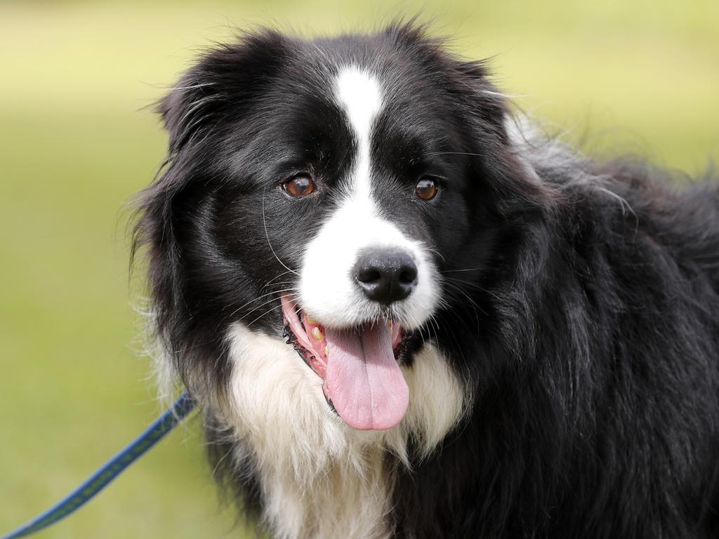 The famous Border Collie. Picture: Josh Woning