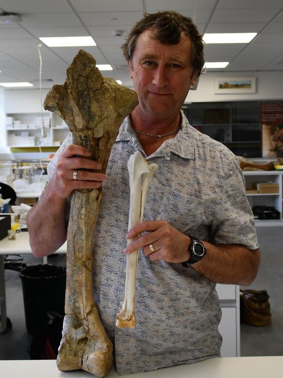 Associate Professor Trevor Worthy with fossil bone of a giant mihirung. Picture: Supplied