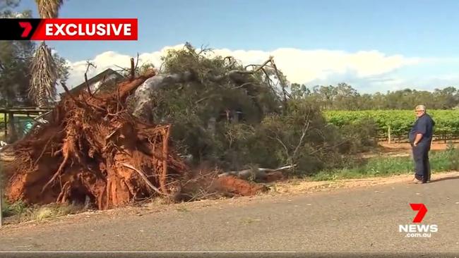 There is a house in there, somewhere, after a tree fell on this house in Barmera. Picture: 7 NEWS