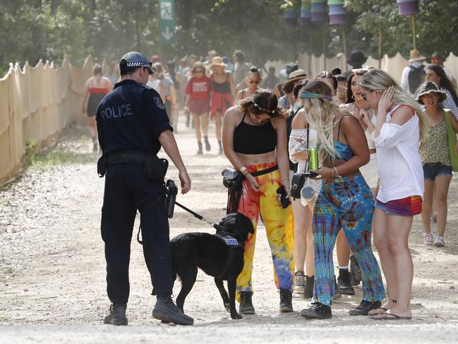 Police with sniffer dogs search punters who are arriving at the Falls Festival in Byron Bay on January 1. Picture: AAP/Regi Varghese