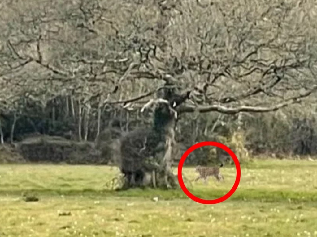 'The creature, which experts claim to be a lynx can be seen running to the right of the tree in Cornwall. Picture: Cornwall Live/BPM