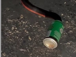 A snake was caught in a can of Coopers beer at Old Noarlunga. Picture: Facebook