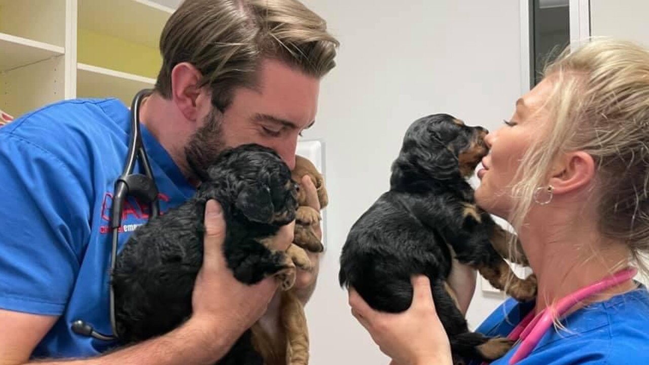 Missing puppies belonging to Jeni Merry are checked at the vet before they are returned home.