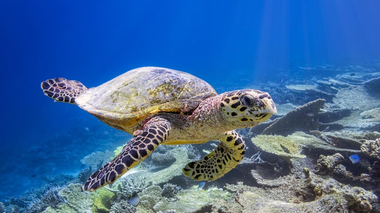 Protecting seagrass in The Maldives | The Australian