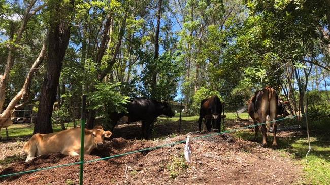 The four cows spotted on the run around Tallai since late evening on Christmas Day. Photo: Facebook