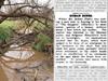 How absurd 1912 article played role in blocking $1b gold mine