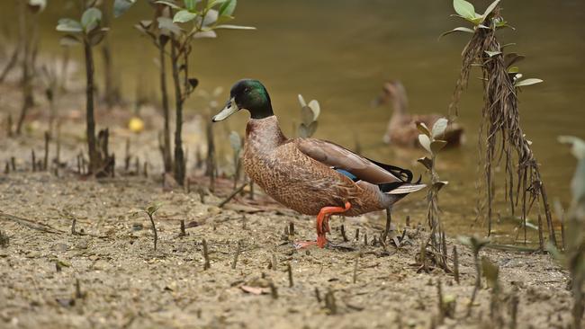 Water birds in Davistown Wetland could be out of a home if the land is sold. Picture: AAP / Troy Snook.