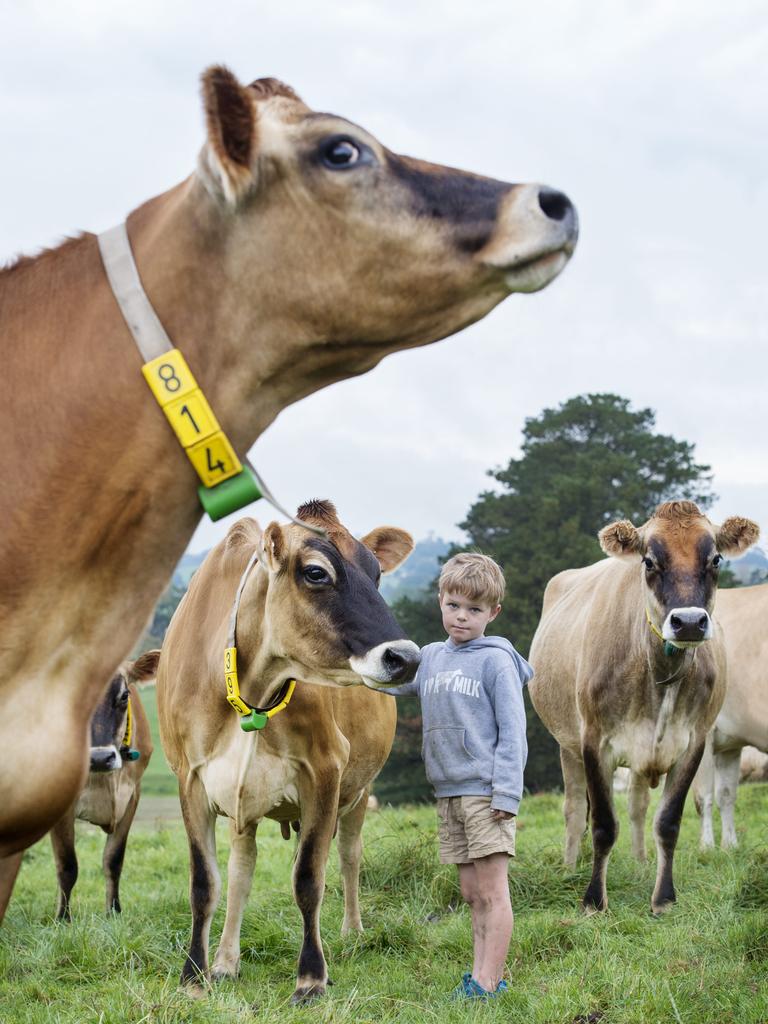 Gippsland Jersey co-founder Sallie Jones is a powerhouse in the boutique dairy industry, having just opened a new processing plant in East Gippsland, which is now making butter on top of the brand’s other dairy products. Sallie’s son, Max, with the jersey cows on the Ronalds family’s farm at Jindivick. Picture: Zoe Phillips