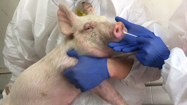 Scientists take a nasal swab from a pig.