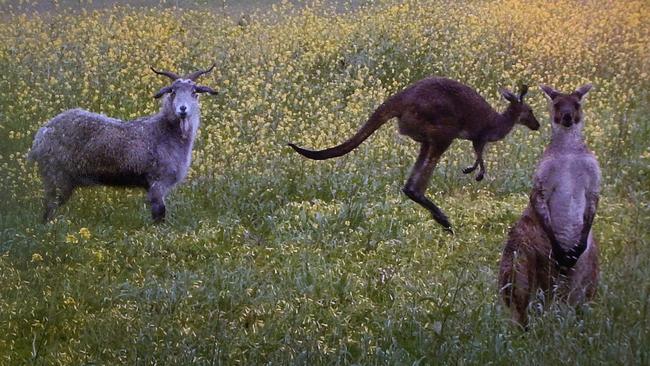 Gary the goat and his mob of kangaroos. Picture: Supplied. 