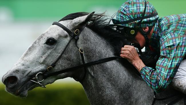 White Sage is resuming but is all the rage with punters at Rosehill Gardens. 