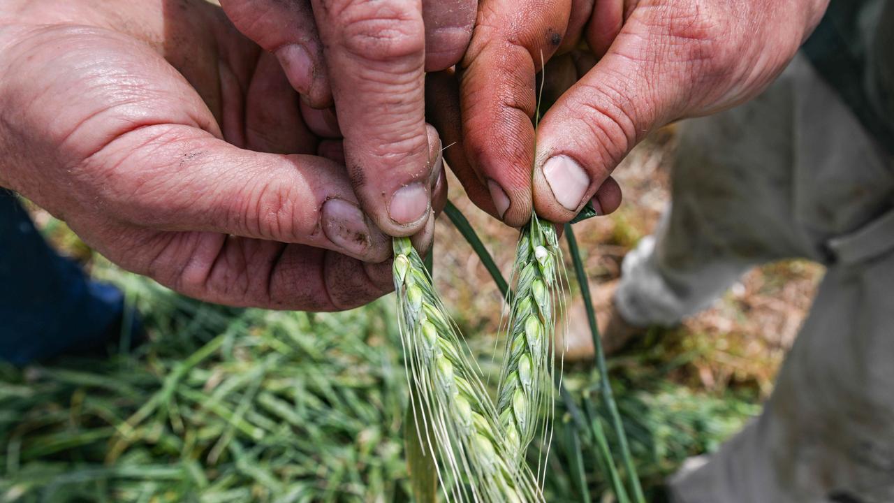 Assessing yield potential with just a phone and a ruler