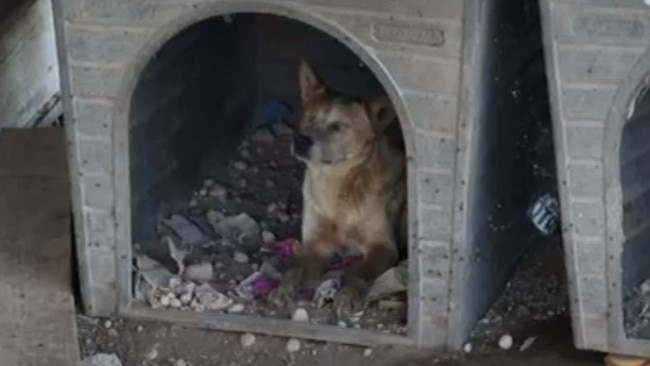 A blind dog sits alone in a rubbish filled kennel at a property at Morgan allegedly owned by SAHARA. Picture: Supplied