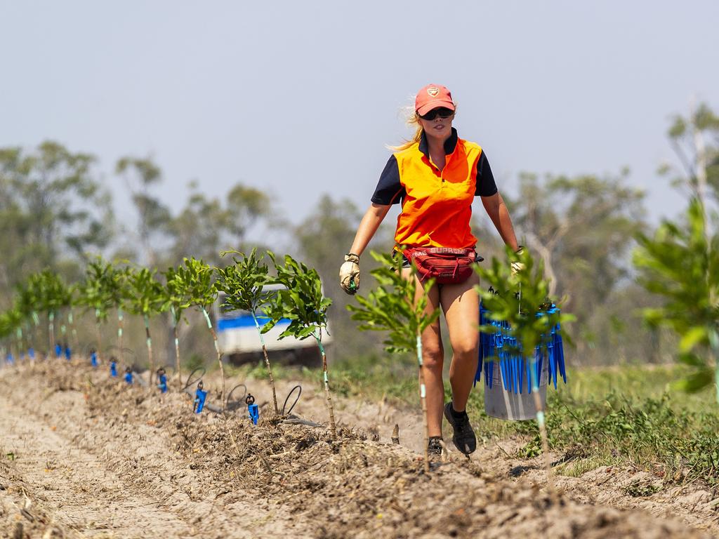 News 13.11.19 AUS Alix Murray, 24yo, from Ireland, planting Macadamia nut trees on the Lewis family farm at Bundaberg. Pic John Wilson Story Michael McKenna