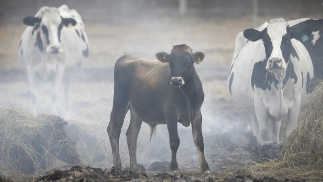 Dairy cattle among burning hay bales on a property near Cobden. Picture: David Caird