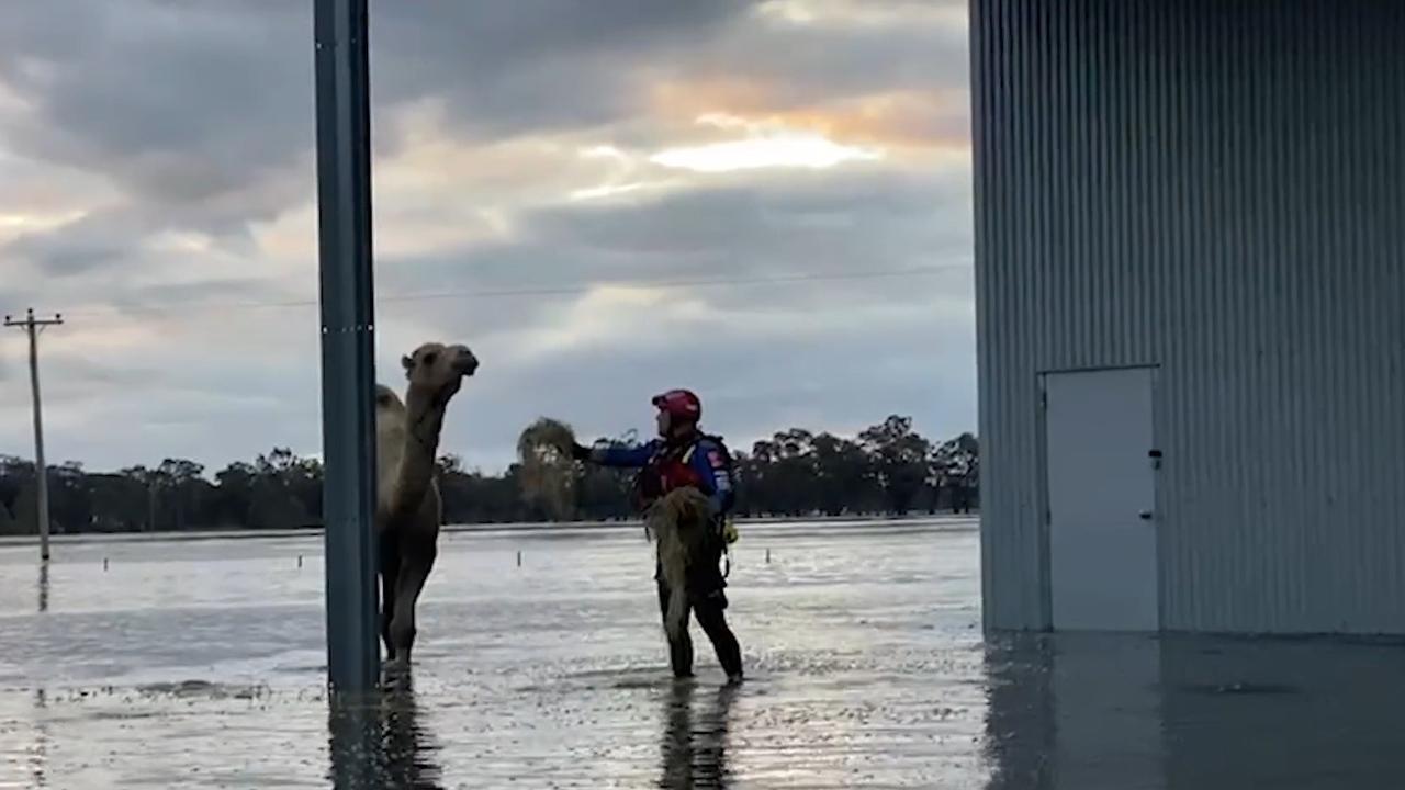 Firefighters rescued Gina after several days. Picture: FRNSW