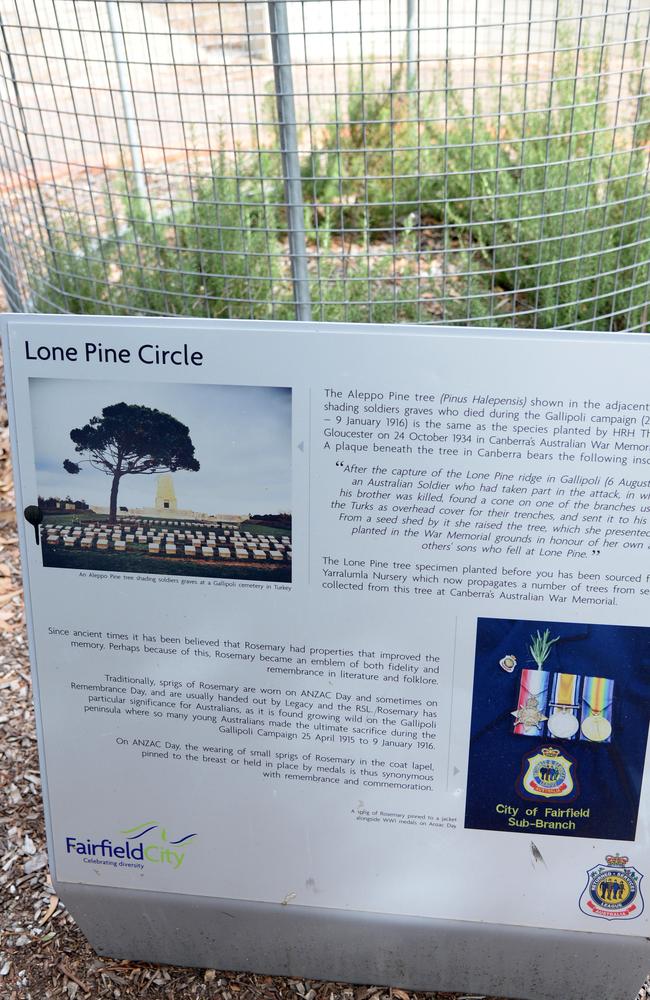 The sign explaining the significance of the Lone Pine seedling is taller than the seedling is.