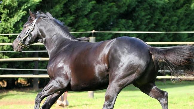 The Michael Costa-trained Kickstart My Heart will race in the Class 2 Handicap (1400m) at the Gold Coast. Photo: Supplied by Michael Costa.