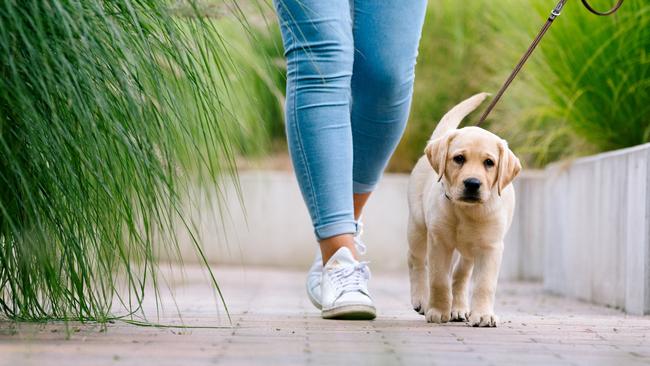 The courts will now also have to consider if family pets form part of a separating couple’s settlement. Picture: iStock