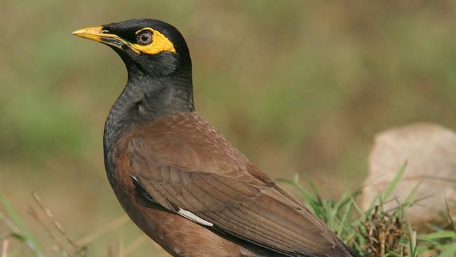 ‘Toads of the sky’: Radical plan to combat feral pest invasion