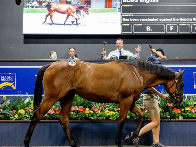 Filly blitzes Magic Millions sales record as hammer drops at $3.2m