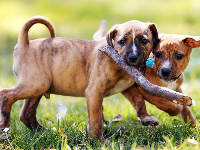 These adorable rescue pups were always going to find a new home but soon all dogs will be able to get a new family. Pictures: Sam Ruttyn