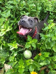 This is Roxy, who just turned one last Monday, having great fun playing with her tennis ball. Submitted by Annette Pleavin.