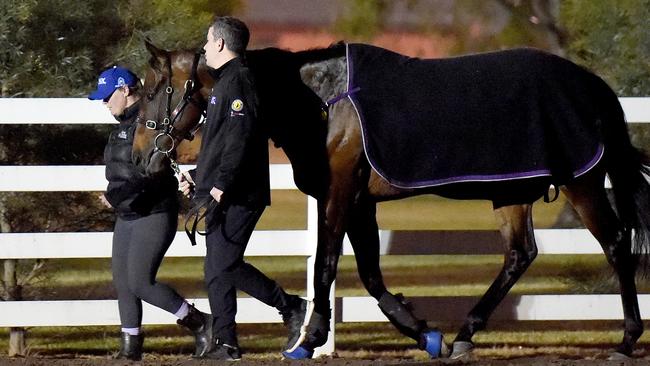 Winx is taken for a walk by Jo Taylor (stable foreman) and Umut Odmislioglu (strapper) after morning trackwork at Flemington. Picture: Nicole Garmston